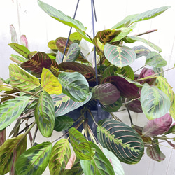 現品  ボリュームあり  マランタ・レウコネウラ・ファッシネーター 8号 吊り鉢 4枚目の画像