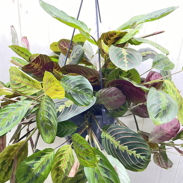 現品  ボリュームあり  マランタ・レウコネウラ・ファッシネーター 8号 吊り鉢 4枚目の画像