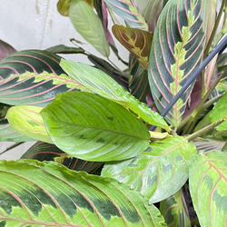 現品  ボリュームあり  マランタ・レウコネウラ・ファッシネーター 8号 吊り鉢 9枚目の画像