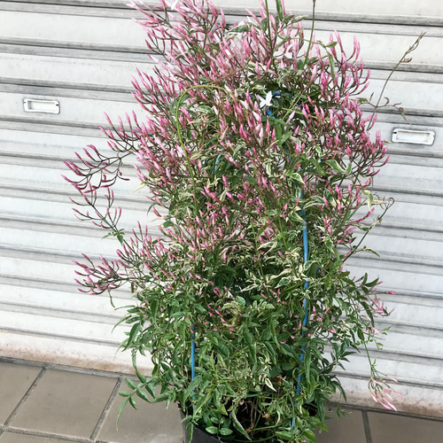 希少！ 花芽いっぱい 斑入りハゴロモジャスミン ミルキーウェイ 行燈