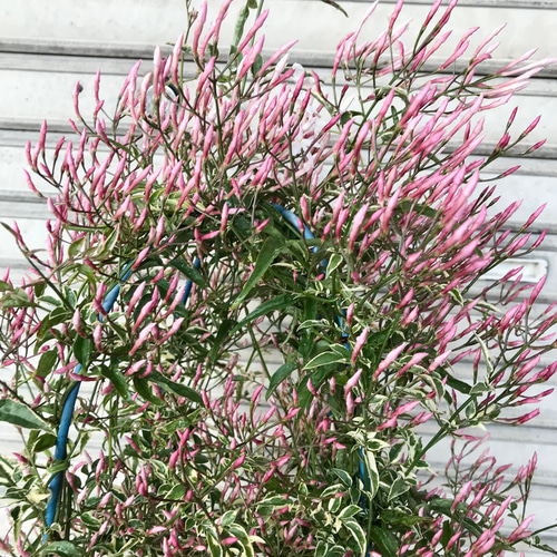 希少！ 花芽いっぱい 斑入りハゴロモジャスミン ミルキーウェイ 行燈