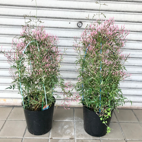 希少！ 花芽いっぱい 斑入りハゴロモジャスミン ミルキーウェイ 行燈