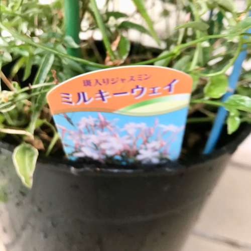 希少！ 花芽いっぱい 斑入りハゴロモジャスミン ミルキーウェイ 行燈