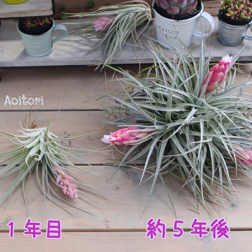 即購入禁止‼️チランジア コットンキャンディー 花芽終わり 【公式通販】