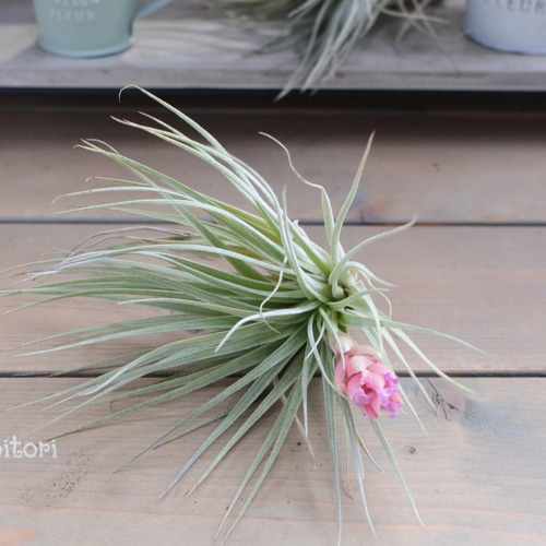 ○エアープランツ○チランジア*コットンキャンディ* その他