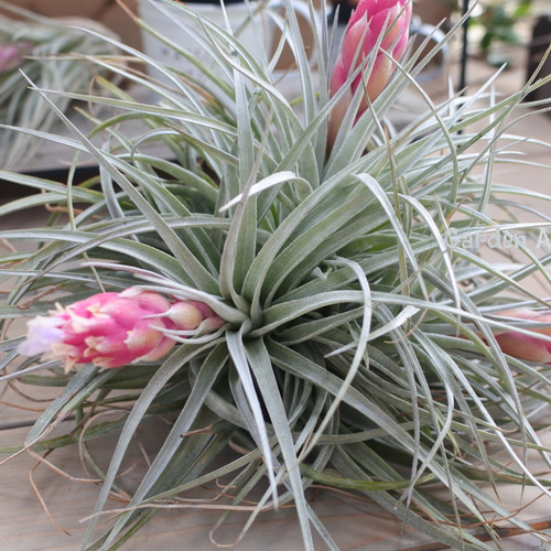 ○エアープランツ○チランジア*コットンキャンディ* その他インテリア