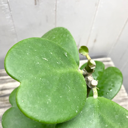 ハート大量  ハートホヤ  ラブハート  多肉植物  水栽培  ハイドロカルチャー  ラウンド型 8枚目の画像