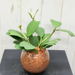 幹極太 オリーブの木 ルッカ SOUJU 8号 その他インテリア雑貨 PLANTS