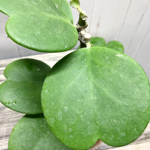 ハート大量  ハートホヤ  ラブハート  多肉植物  水栽培  ハイドロカルチャー  ラウンド型 10枚目の画像