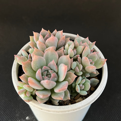 ダーリーサンシャイン 多肉植物 多肉植物 kanomarihome 通販 15686160