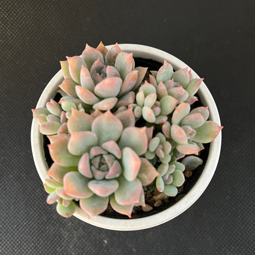 ダーリーサンシャイン 多肉植物 多肉植物 kanomarihome 通販 15686160