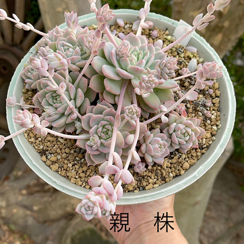 ダーリーサンシャイン 多肉植物 多肉植物 kanomarihome 通販