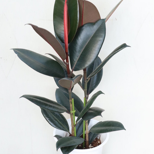 フィカス バーガンディ (黒ゴムの木) [観葉植物・1点もの] コンパクトで可愛いサイズ！ | Herbree・観葉植物の通販