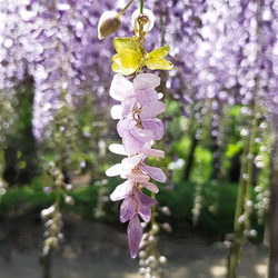 【生花細工】【受注制作】本物のお花　藤の房の揺れる耳飾り  ピアス／イヤリング（片耳）淡紫 ふじ 藤ハンドメイド2024 9枚目の画像