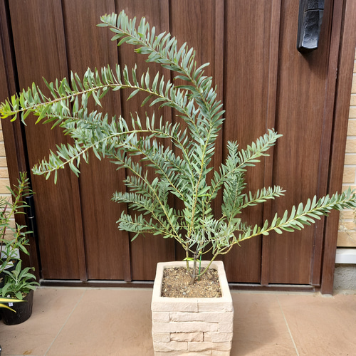 再販♡ カッコいいシルバーブルーリーフ☆ アカシア ブルーブッシュ