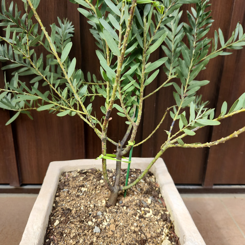 ブルーブッシュ/ 520 YGK エックスブレイド(X-Braid) ボーンラッシュ WX8 200m 0.5号