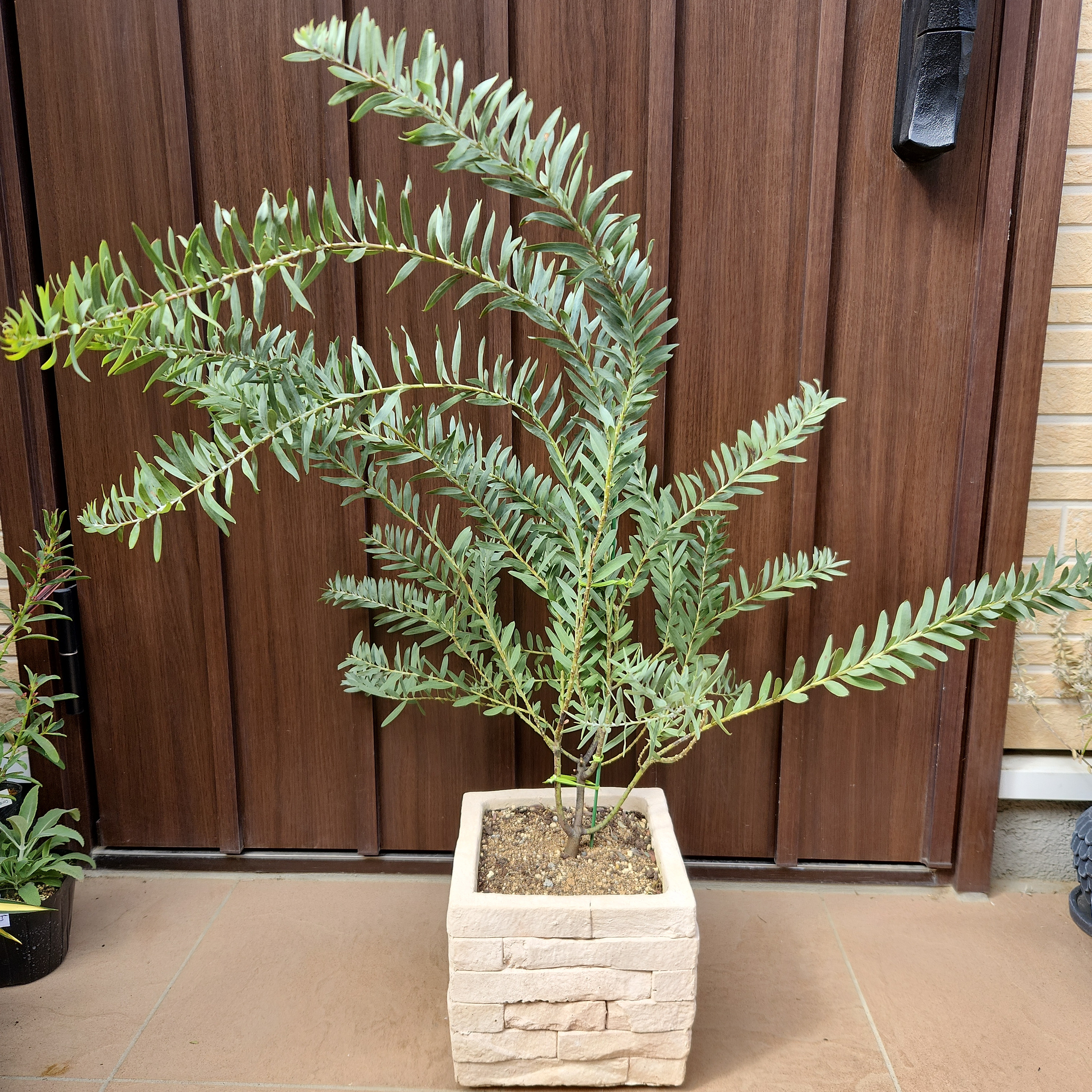 パールアカシア　レンガ風石膏鉢植え　苗　ミモザ　オージープランツ