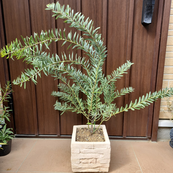 ブルーブッシュ/ 520 ブルーブッシュ/ 520