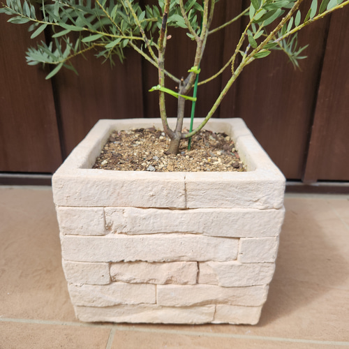 再販♡ カッコいいシルバーブルーリーフ☆ アカシア ブルーブッシュ