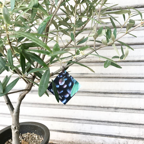 現品お届け♡ 花芽あり！ 希少 オリーブの木 Oli-me（オリーミー