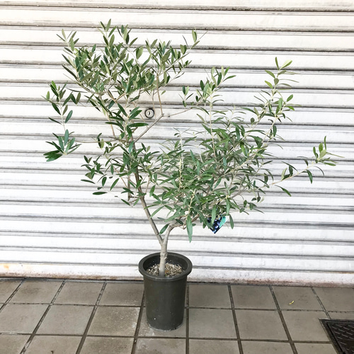現品お届け♡ 花芽あり！ 希少 オリーブの木 Oli-me（オリーミー 