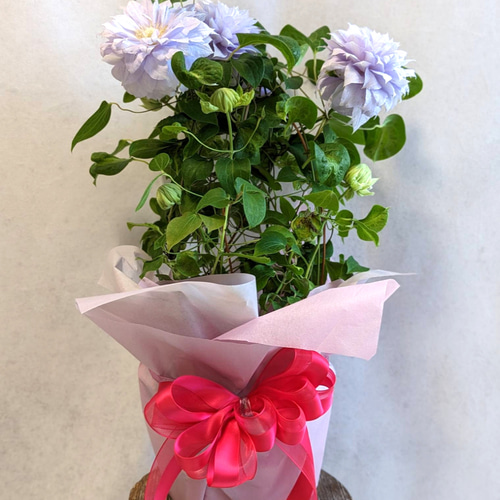 ＊*..ラベンダー色のお花を添えて...＊°ナチュラルアレンジ　お花の贈り物 ラベンダー色のナチュラルかごアレンジ＊まるで寄せ植え⁉お庭の花を