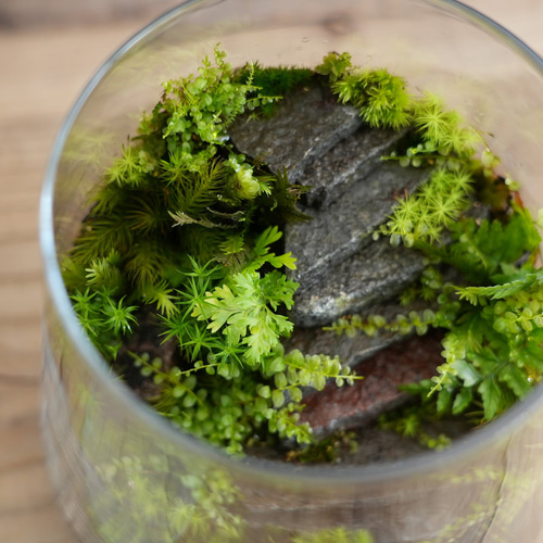 苔むす石段のある苔テラリウム 台形L テラリウム 道草michikusa 通販