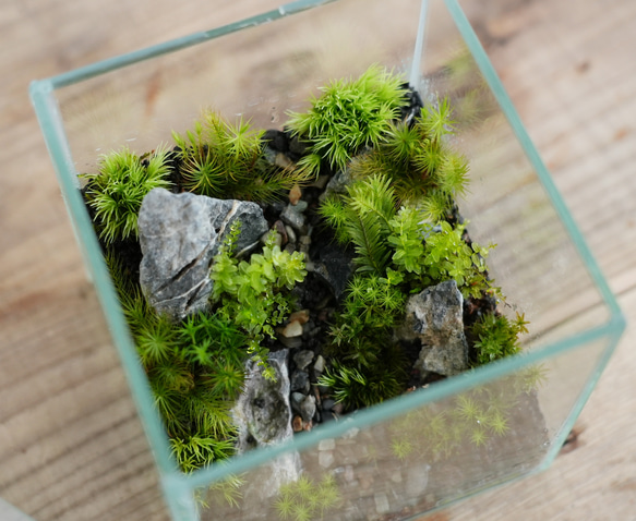 苔景－コケの箱庭－ 【景色を楽しむ苔テラリウム】 2枚目の画像