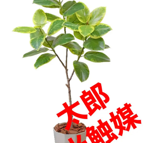 光触媒　人工観葉植物　ウォールグリーン　フェイクグリーン　アルテシマ16 光触媒 人工観葉植物 ウォールグリーン フェイクグリーン アルテシマ16