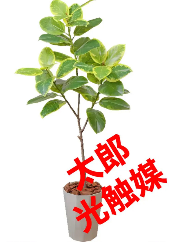光触媒　人工観葉植物　ウォールグリーン　フェイクグリーン　アルテシマ170170 光触媒 人工観葉植物 ウォールグリーン フェイクグリーン