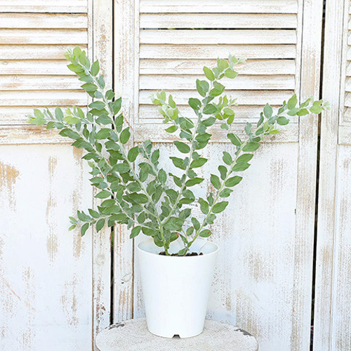 パールアカシア 苗 125cm❗ 8号 ❗大型 綺麗なシルバーグリーン 美形 パールアカシア 苗 125cm❗ 8号 ❗大型 綺麗なシルバーグリーン 美形