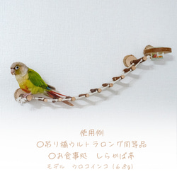 インコちゃんの✩.*˚壁アスレチックの留具　１個　小型〜中型さん 4枚目の画像