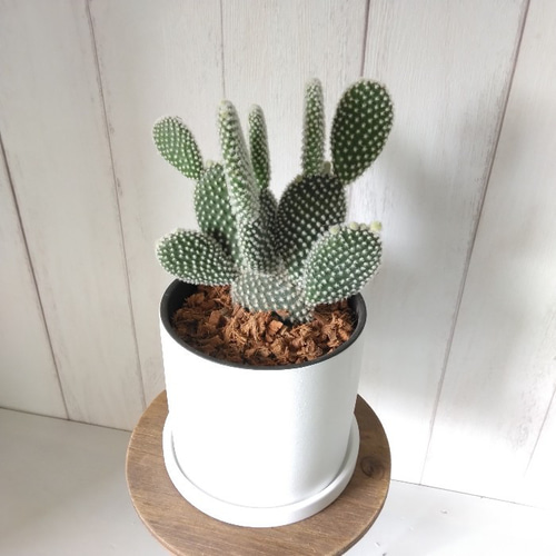 専用！多肉植物^o^  バニーカクタス 専用！多肉植物^o^ バニーカクタス 【公式通販】