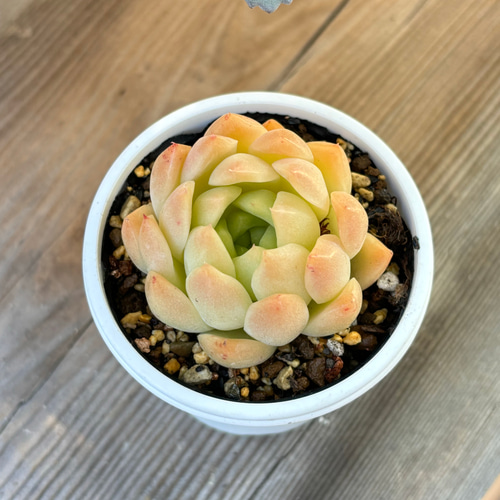 ゴールドウィン 多肉植物 多肉植物 kanomarihome 通販 15690235 ゴールドウィン 多肉植物 多肉植物 kanomarihome 通販 15690235