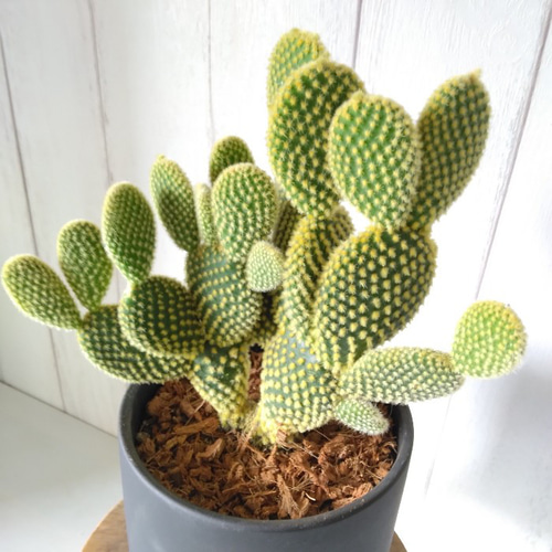 現品】サボテン【バニーカクタス】 多肉植物 観葉植物 ブラック陶器鉢