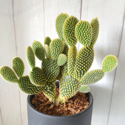 現品】サボテン【バニーカクタス】 多肉植物 観葉植物 ブラック