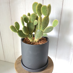 現品】サボテン【バニーカクタス】 多肉植物 観葉植物 ブラック