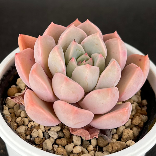 ピンクプリティ 多肉植物 多肉植物 kanomarihome 通販 15690295