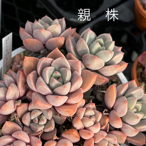 ピンクプリティ 多肉植物 多肉植物 kanomarihome 通販 15690295