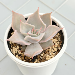 多肉植物寄せ植え ワイヤーバスケット 多肉植物 kanomarihome 通販