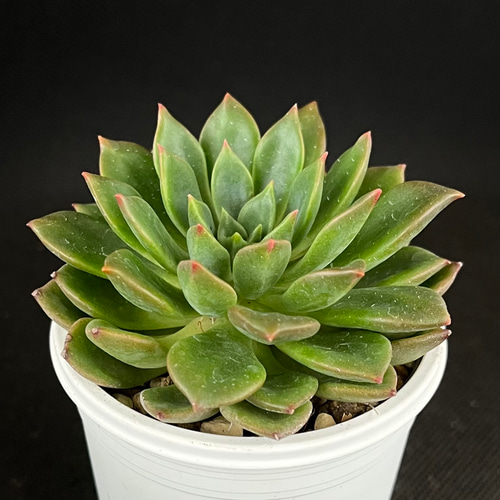 エメラルドリップ 多肉植物 多肉植物 kanomarihome 通販