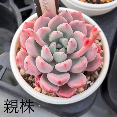 オレンジシャーベット 多肉植物 多肉植物 kanomarihome 通販 15690493 