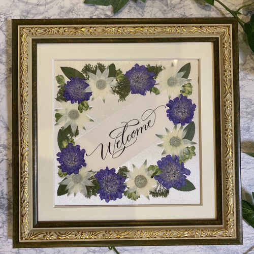 スカビオサ、フランネルフラワーを使った押し花額♪ その他アート