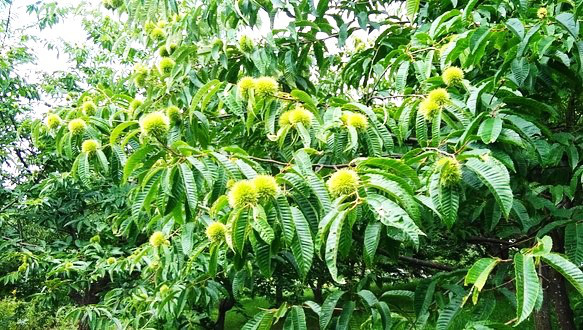 【再販】栗山特産「栗山栗」たっぷりのパウンドケーキ（10切れセット） 9枚目の画像