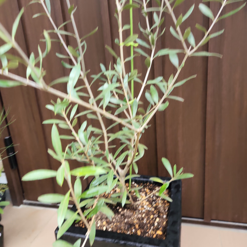 大きめオリーブの木 エルグレコ スタイリッシュなスクエア鉢植え