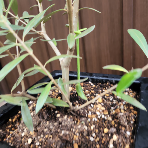 オリーブの木 10号 白色鉢植え エルグレコ H140 オリーブの木 10号