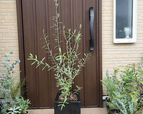 大きめオリーブの木 エルグレコ スタイリッシュなスクエア鉢植え