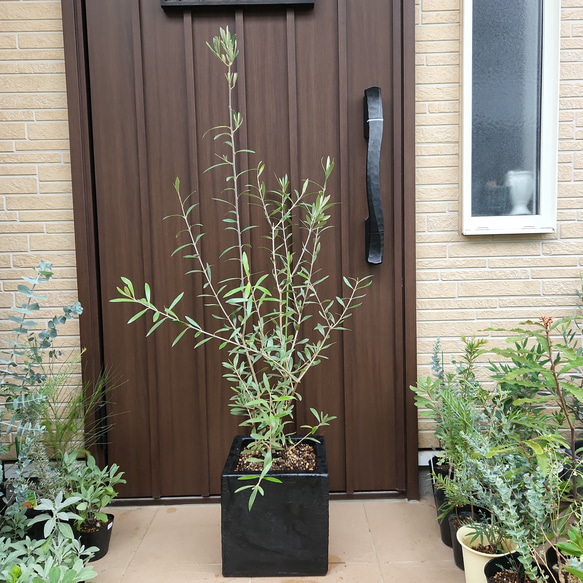 オリーブ　エルグレコ　スタイリッシュ鉢植え　苗木 楽天市場】オリーブ エルグレコ 大苗 苗木 丈夫で育てやすくシンボル