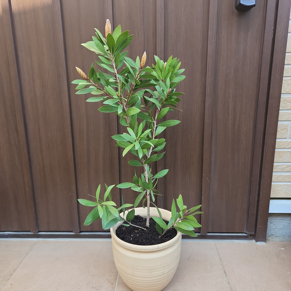 蕾付き♪　カリステモン　ブラシノキ　金宝樹　鉢植え　オージープランツ 7枚目の画像