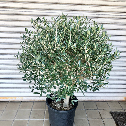 最高級樹形　幹極太　Souju オリーブ　【ルッカ】 陶器鉢　植え込み発送 74d2152185bc34d676efc3a487719d